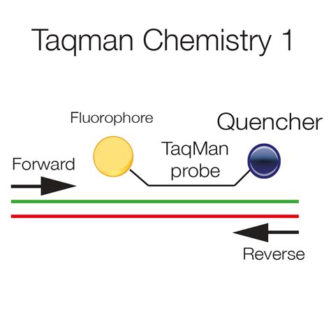 How TaqMan real.